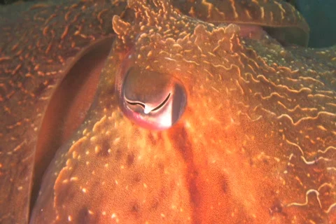 Australian Giant Cuttlefish NTSC Stock Footage 384357