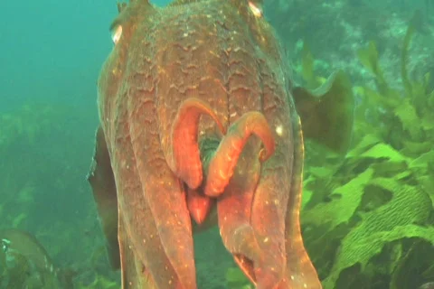 Australian Giant Cuttlefish NTSC Stock Footage 384371