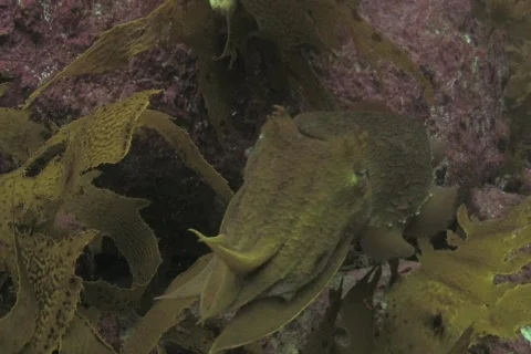 Australian Giant Cuttlefish NTSC Stock Footage 395644