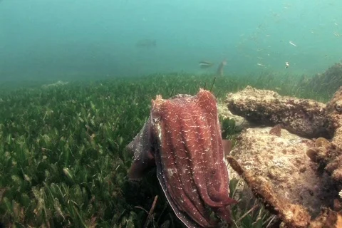 Australian Giant Cuttlefish NTSC Stock Footage 398728