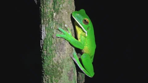 Australian giant tree frog Stock Footage 130449281