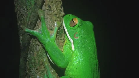 Australian giant tree frog Stock Footage 130449284