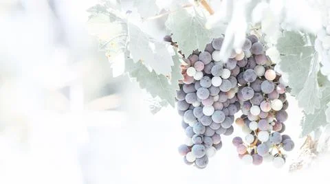 Australian Grapes in Soft colors and gentle pastel theme Stock Photos