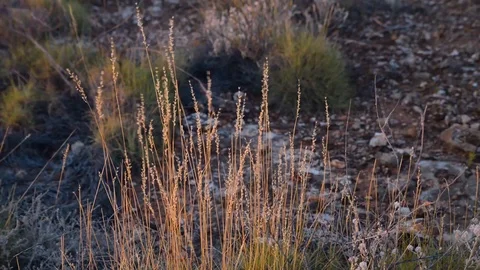 Australian Grass in Dessert Stock Footage 87003995