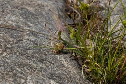 Australian Grass 스톡 사진