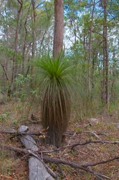 Australian Grass tree Stock Photos