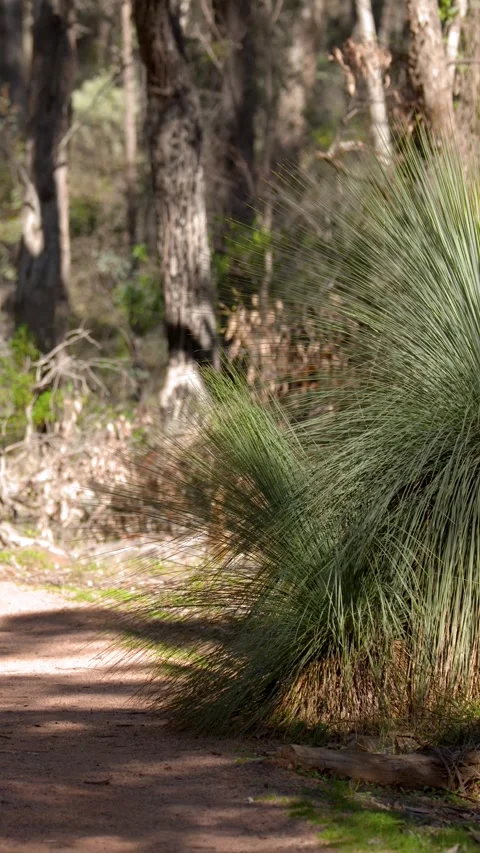Australian Grass Tree Xanthorrhoea Growing Beside a Forest Dirt Path Stock Footage 341377270
