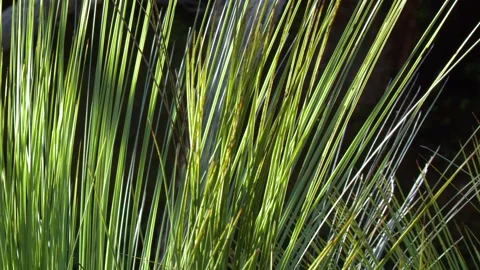 Australian Grass Tree Xanthorrhoea Leaves Backlit by Sunlight Stock Footage 345463225