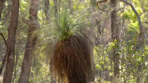 Australian Grass Tree Xanthorrhoea in Sunlit Eucalyptus Forest Stock-Footage 341069165