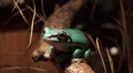 Australian green tree frog closeup in terrarium HD Footage