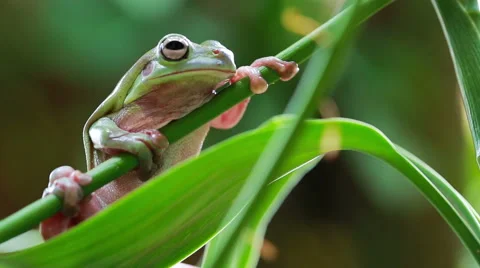 Australian Green Tree Frog Video stock 42670849