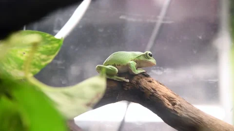 Australian green tree frog Stock Footage 219882311