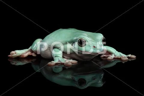 Australian green tree frog, or Litoria caerulea isolated black background Stock Photos