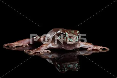 Australian green tree frog, or Litoria caerulea isolated black background Stock Photos