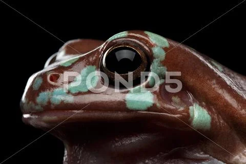 Australian green tree frog, or Litoria caerulea isolated black background Stock Photos