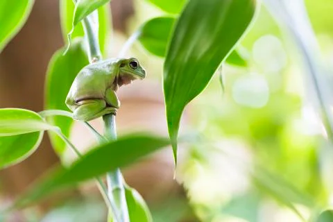 Australian green tree frog Stock Photos