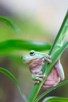 Australian green tree frog Stock Photos