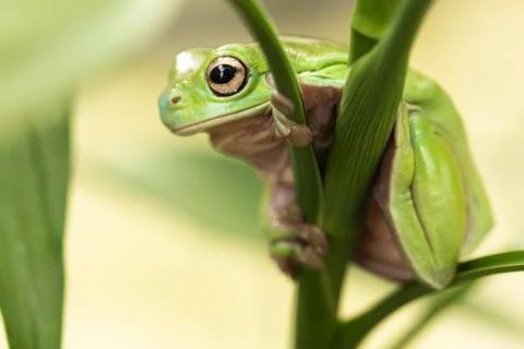 Australian green tree frog Stock Photos