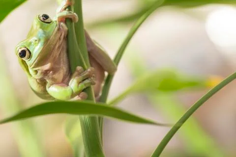 Australian green tree frog Stock Photos