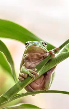 Australian green tree frog Stock Photos