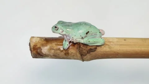 Australian Green Tree Frog portrait against white background Vídeo Stock 169354773