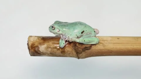 Australian Green Tree Frog portrait against white background Vídeo Stock 169554279
