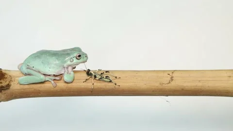 Australian Green Tree Frog portrait against white background Vídeo Stock 169554295