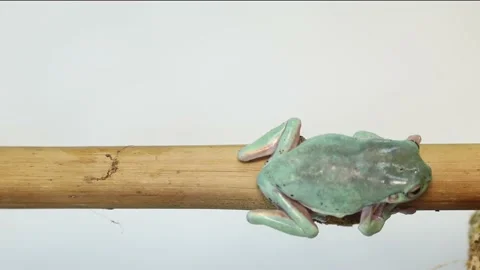 Australian Green Tree Frog portrait against white background Vídeo Stock 169554390