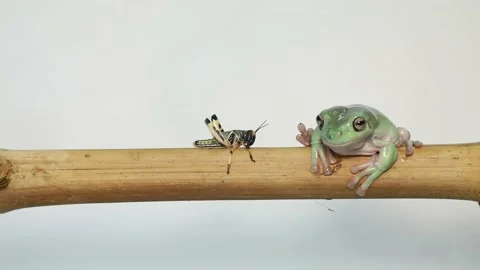 Australian Green Tree Frog portrait against white background Vídeo Stock 169554470