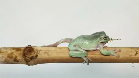 Australian Green Tree Frog portrait against white background Vídeo Stock 169554505