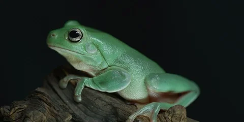 Australian Green Tree Frog Profile Stock Footage 122666111