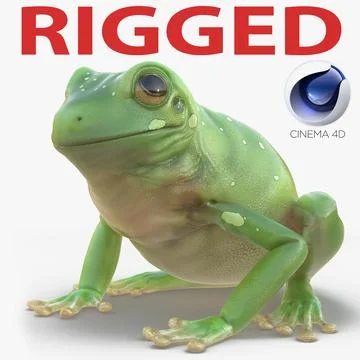 3d Model Australian Green Tree Frog Rigged For Cinema 4d 90997945