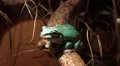 Australian green tree frog in terrarium HD Footage
