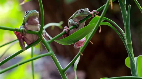 Australian Green Tree Frogs Video stock 42670845