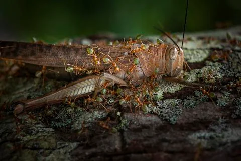 Australian green tree Worker ants feeding on a dead Locust grasshopper Stock Photos
