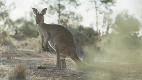 Australian Grey Kangaroo Stock Footage 291780726