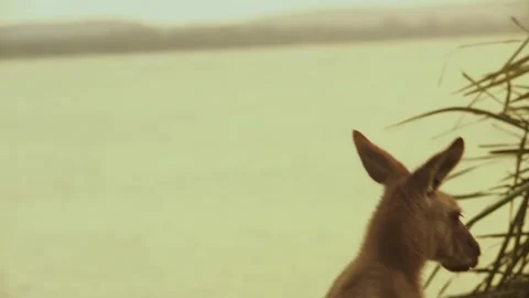 Australian grey kangaroo looking over ocean at sunset Stock Footage 306043340