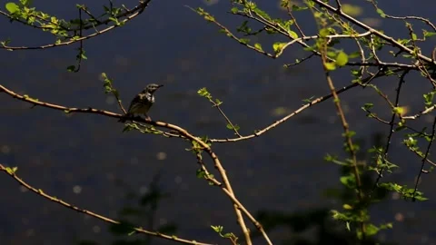 Australian Grey shrikethrush hopping on brunch in bush at the billabong Stock Footage 325082044