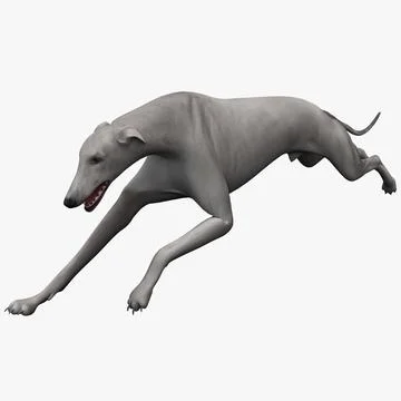 Australian Greyhound 2 Pose 3 3D Model