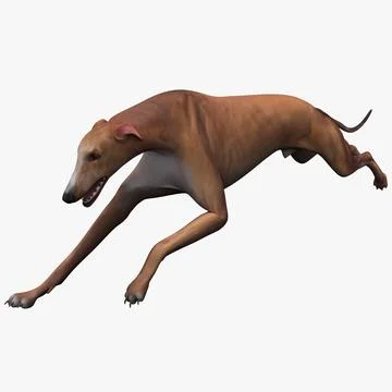 Australian Greyhound Pose 3 3D Model