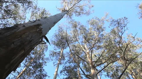 Australian Gum Tree HD Vidéo 44622099