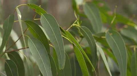 Australian Gum Trees Video stock 50953348