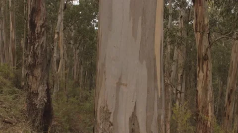 Australian Gum Trees Stockbeeldmateriaal 50967197