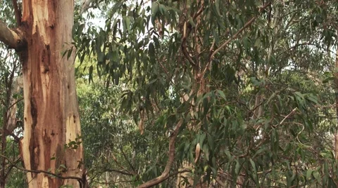 Australian Gum Trees Stockbeeldmateriaal 50976564