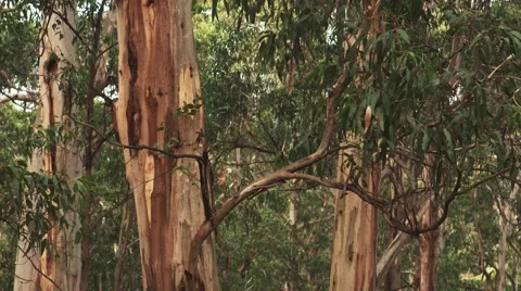 Australian Gum Trees Stockbeeldmateriaal 50978475