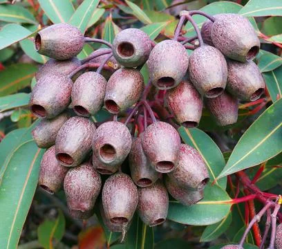 Australian Gumnuts Stock Photos