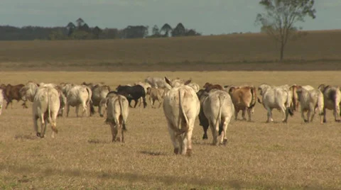 Australian Herd Of Cattle Видео 34797419