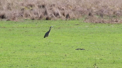 Australian Heron Walking 스톡 동영상 67306103