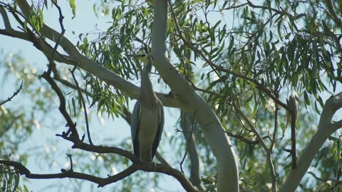 Australian herring bird in a tree 4k Stock Footage 161219801