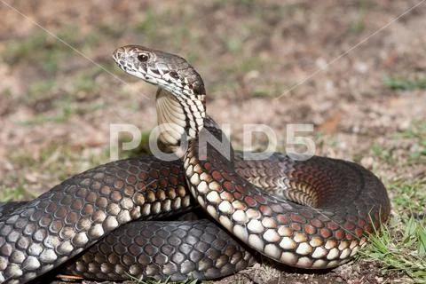 Australian Highlands Copperhead snake in strike position Stock Image ...